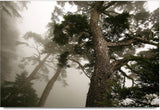 Rockmantra Fogg Tree Ceramic Mug