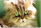 Rockmantra Green Eyes Cat Ceramic Mug