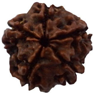 VASTUGHAR 5 Mukhi Rudraksha Wood