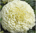 Agricart African Marigold Vanilla F1- White Seed