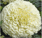 Agricart African Marigold Vanilla F1- White Seed