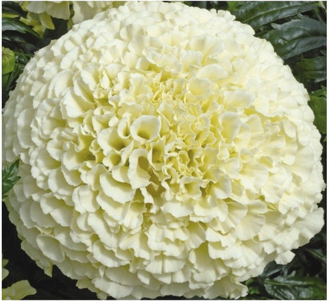 Agricart African Marigold Vanilla F1- White Seed