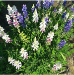 Agricart Lupin Pixie Mix Seed