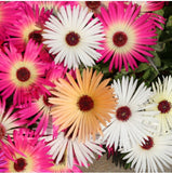 Agricart Mesembrythamem Heavens Mixed Seed