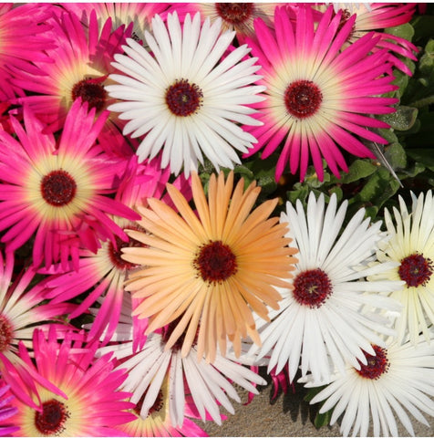 Agricart Mesembrythamem Heavens Mixed Seed