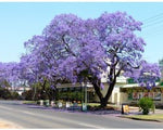 Agricart Jacaranda Seed