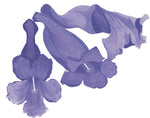 Agricart Jacaranda Seed