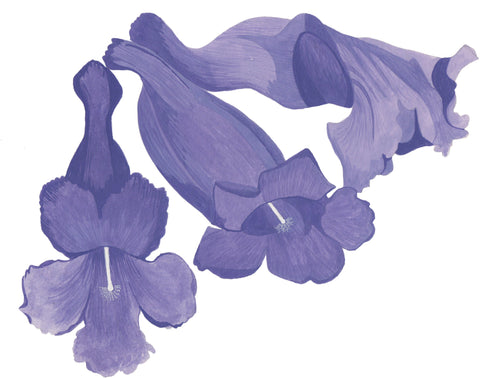 Agricart Jacaranda Seed