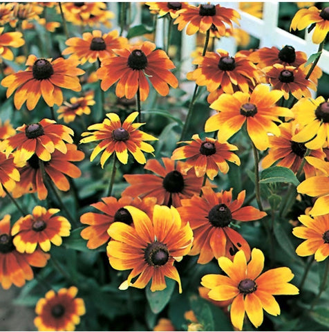 Agricart Rudbeckia Rustic Dwarf Mix Seed