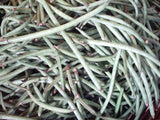 E-plant Black Eyed Peas Culinary Vegetable Seed