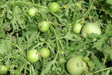 E-plant Edible Vegetable Seed
