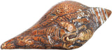 Ark Creation Decorative Shankh
