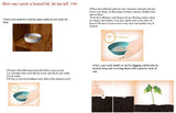 Futaba Dragon Eye Fruit Seed
