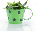 Green Girgit Plant Container Set