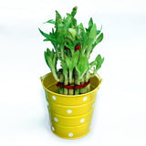 Mayursflora Bonsai Aloe, Maple, Arecaceae, Palm, Maguey Artificial Plant  with Pot
