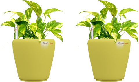 Yuccabe Italia Plant Container Set