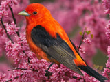 scarlet tanager bird normal POSTER Paper Print