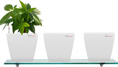 Yuccabe Italia Combo for 3 Stella White Self Watering planter Plant Container Set