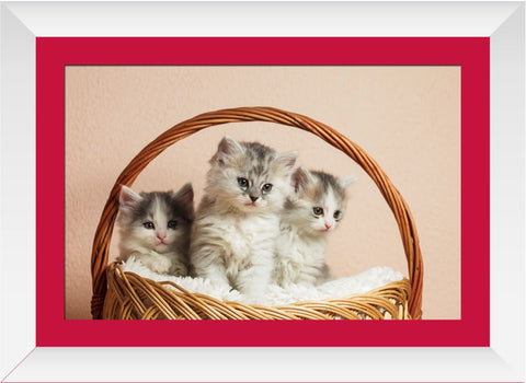Wallmantra Cute Kittens Framed Print Canvas Painting